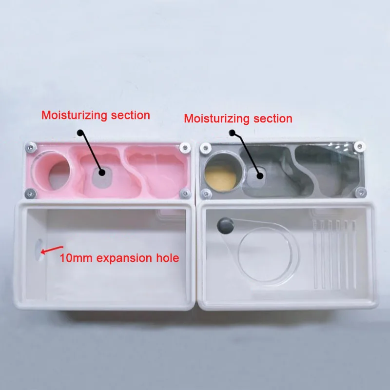 3D Printed Ant Farm Queen Ant' - Begonia Rex ulasan dan harga