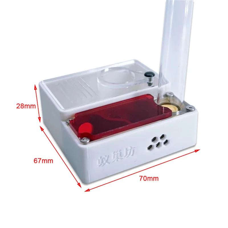 3D Printed Ant Farm Queen Ant' - Begonia Rex ulasan dan harga