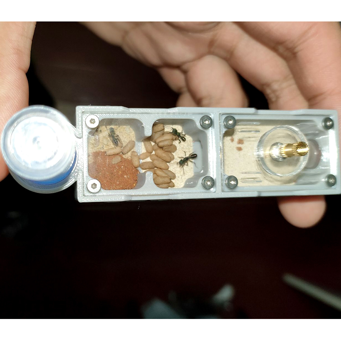 【Truck】Ant Farm for Ants keepe - Begonia Rex ulasan dan harga